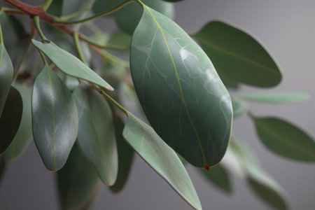 Eucalyptus leaves close-up on a gray background generatied aiの素材