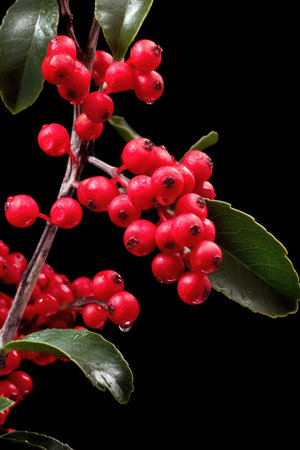 Close up of holly and red berries on black background, created using generative ai technology. Flower, nature, colour and christmas concept digitally generated image.の素材