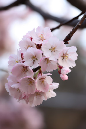 Close up of cherry blossoms, created using generative ai technology. Cherry blossom, beauty in nature and spring concept digitally generated image.の素材