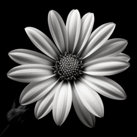 White daisy flower in black and white on black background, created using generative ai technology. Daisy, flower, pattern, nature in black and white concept digitally generated image.の素材
