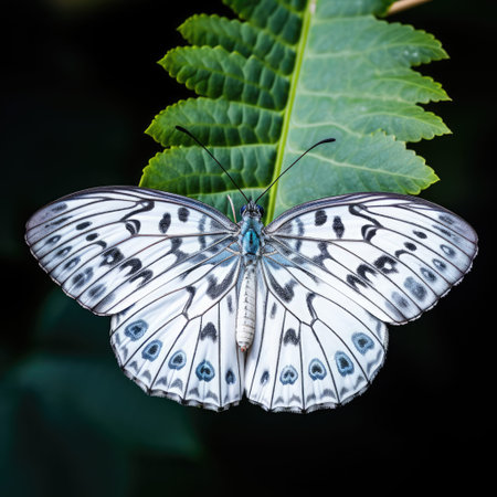 Butterfly on a leaf in the rainforest of Costa Ricaの素材