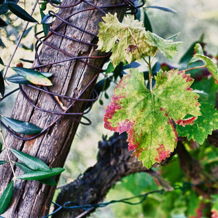 grapesの写真素材