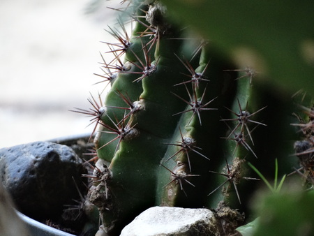 Green cactus in a potの写真素材