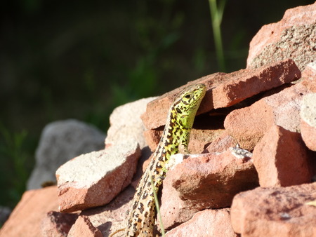 Lizard on a red stone.の写真素材