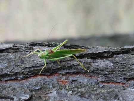 Grasshopper on the treeの写真素材