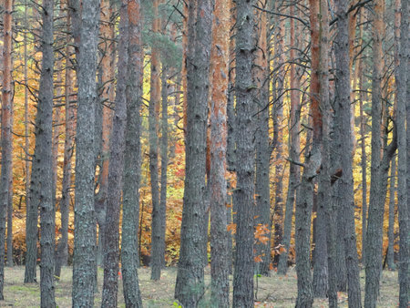 Autumn pine forest