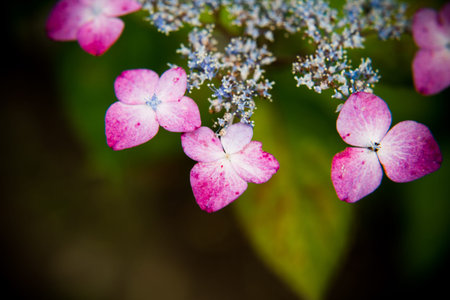 Hydrangea
