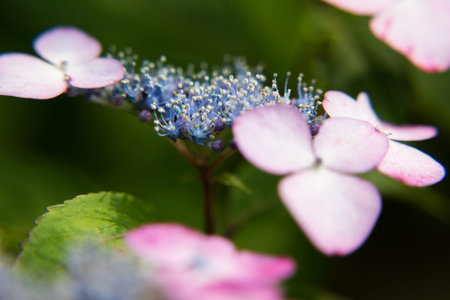 Hydrangea in closeup shot 