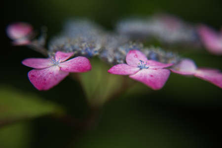 Hydrangea in closeup shot の写真素材
