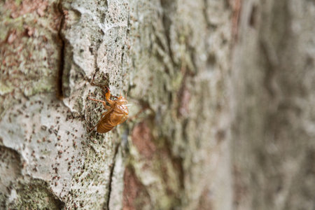 Husk of cicadaの写真素材
