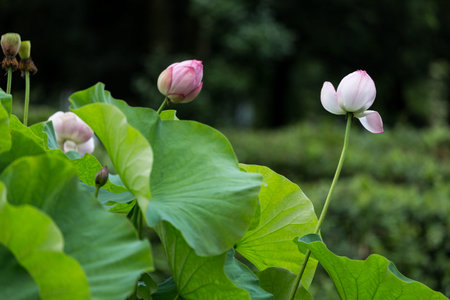 Nelumboの写真素材