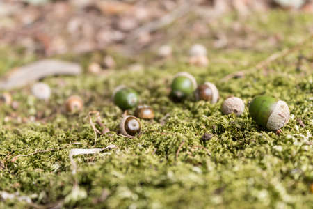 Acornの写真素材