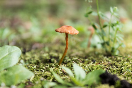 mushroom