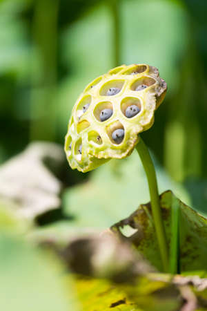 Nelumboの写真素材