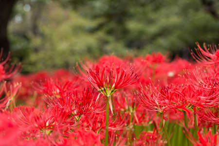 Lycoris radiataの写真素材