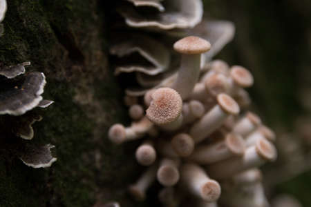 mushroomの写真素材