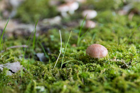 mushroomの写真素材