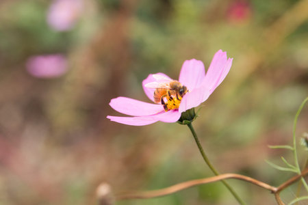 cosmos