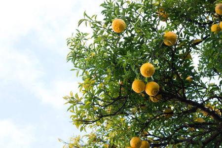 Mandarin