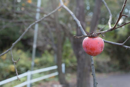 Persimmonの写真素材