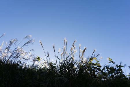 Miscanthus sinensis