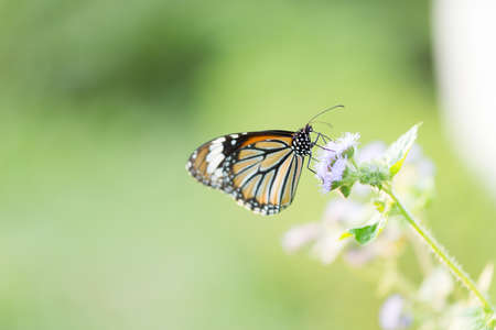 butterflyの写真素材