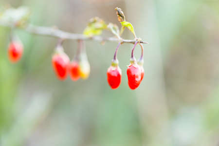 Lyciumの写真素材
