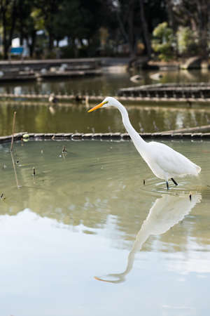 heronの写真素材