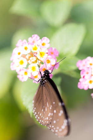 butterflyの写真素材