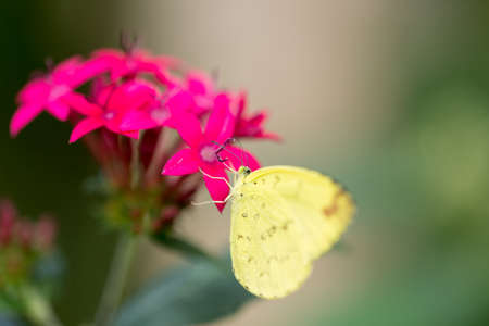 butterflyの写真素材