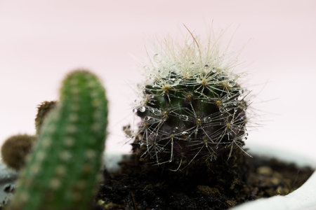 Cactusの写真素材