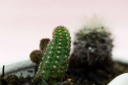 Cactusの写真素材