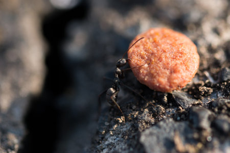 ants