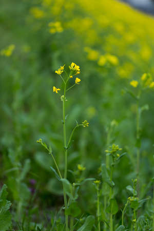 Field mustardの写真素材