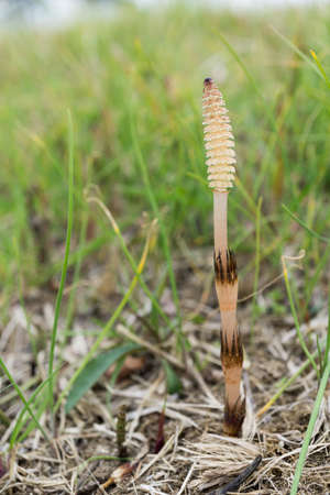 Horsetailの写真素材
