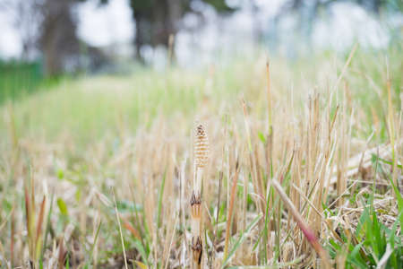 Horsetailの写真素材