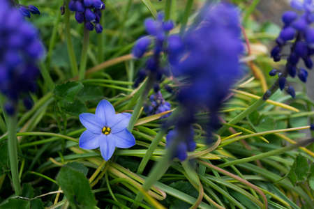grape hyacinth