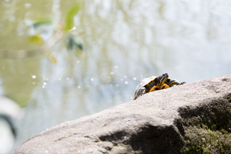 turtleの写真素材