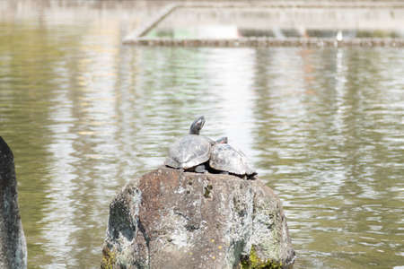 turtleの写真素材