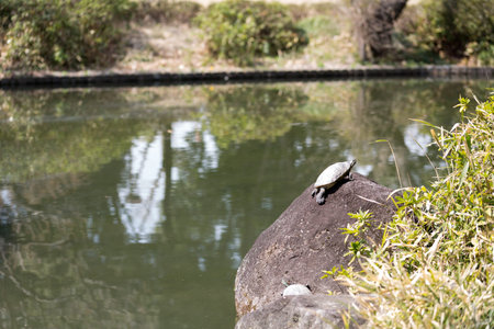 turtle