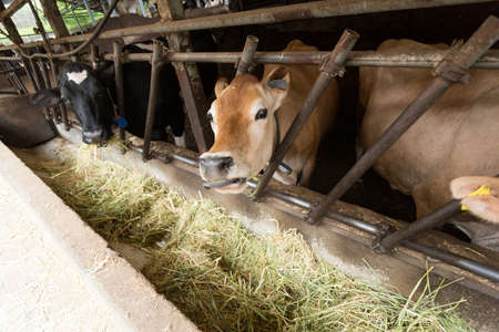 Cattle ranchの写真素材
