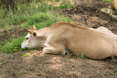 Cattle ranchの写真素材