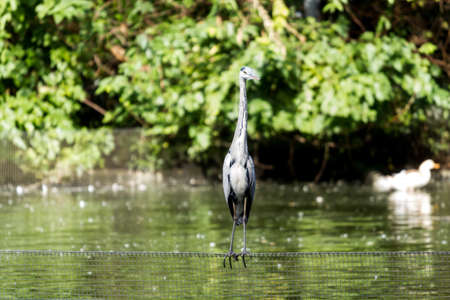 heronの写真素材