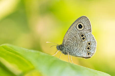 butterflyの写真素材