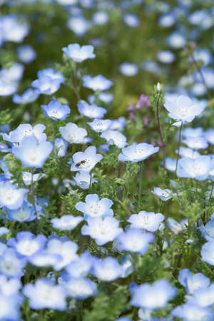 Nemophilaの写真素材