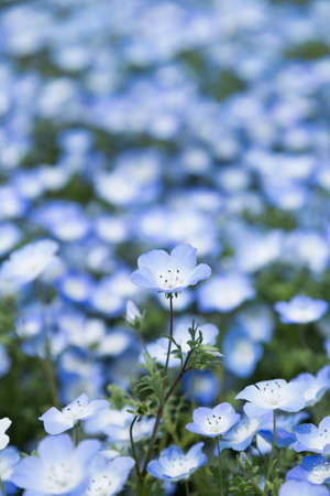 Nemophilaの写真素材