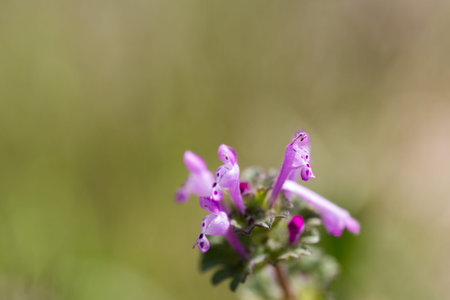 henbitの写真素材