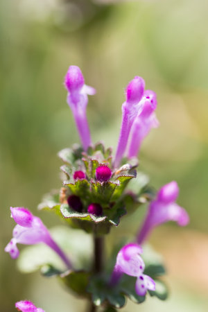 henbit