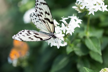 butterflyの写真素材