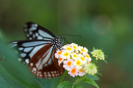 butterflyの写真素材